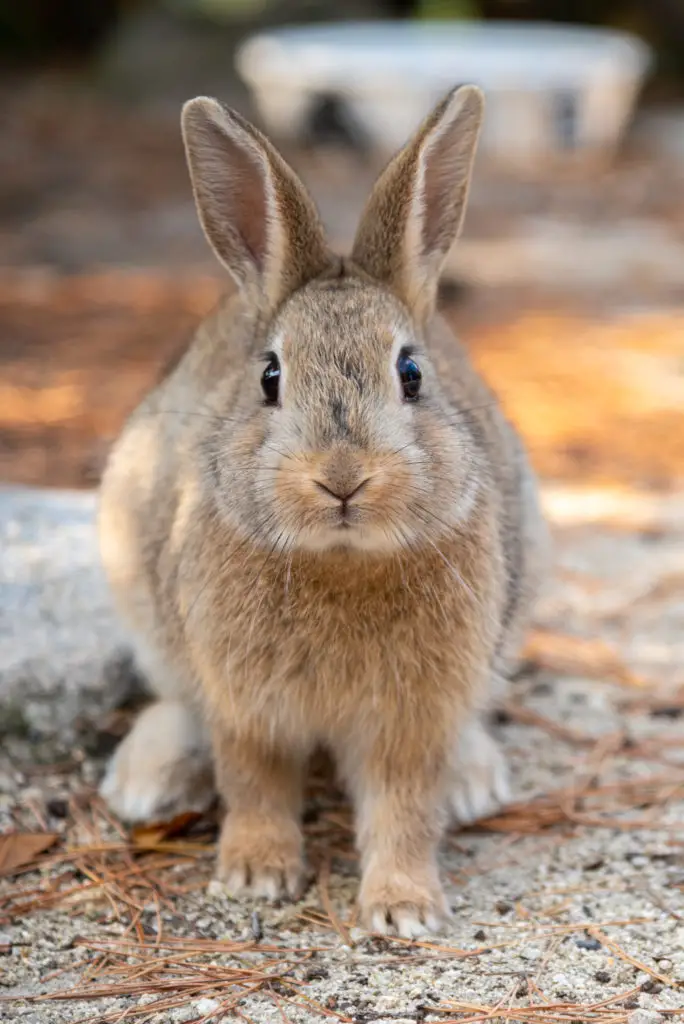 How do rabbits drink water