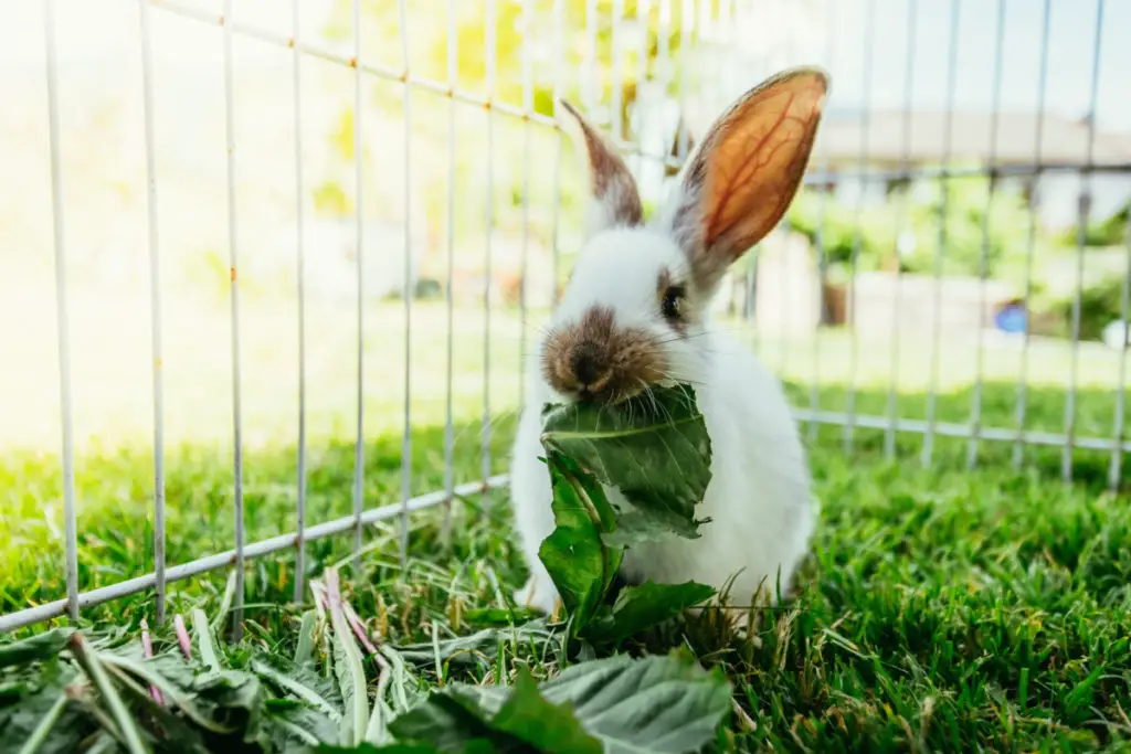 risks of feeding melon to rabbits