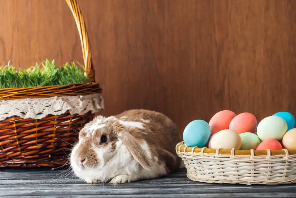 how to serve plums or prunes to bunnies