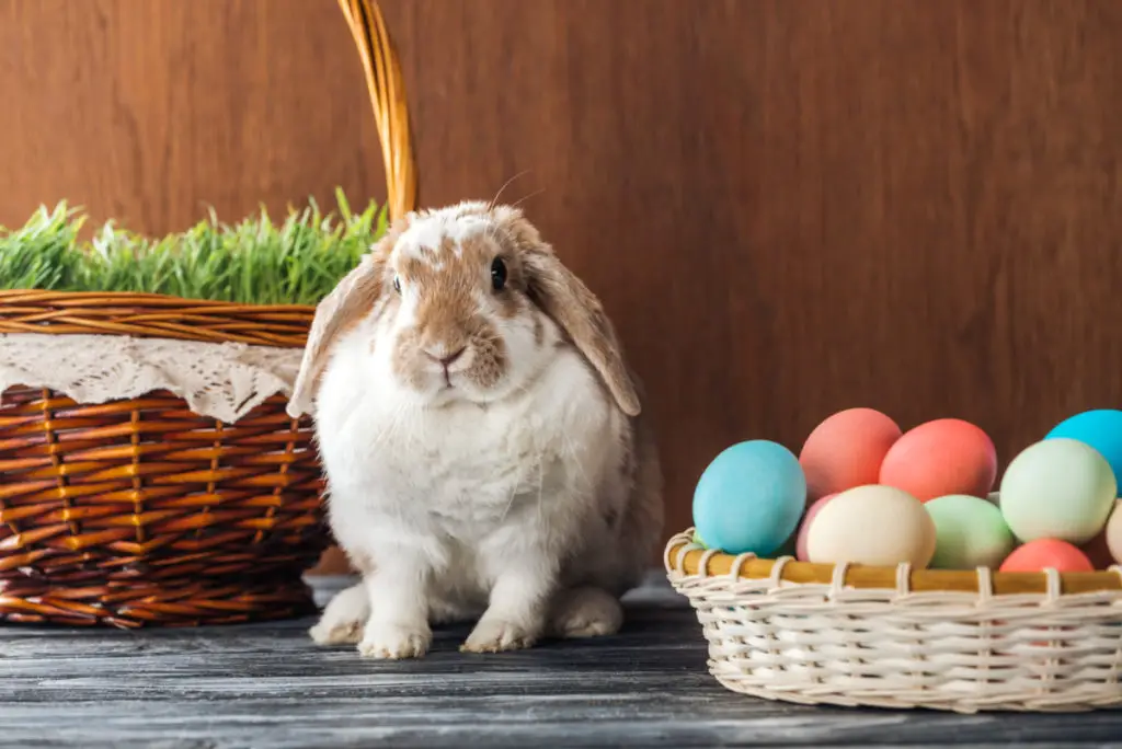 can rabbits eat italian parsley