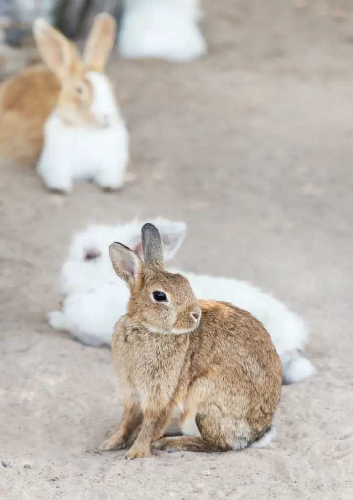 Risks Of Feeding Radishes To Rabbits