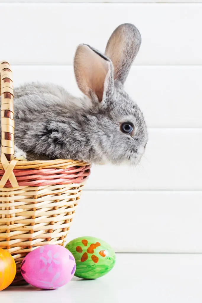 How To Prepare Radishes For Rabbits