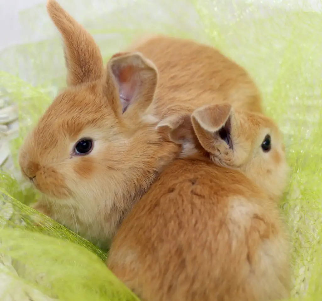 what part of the green scallions is toxic to rabbits