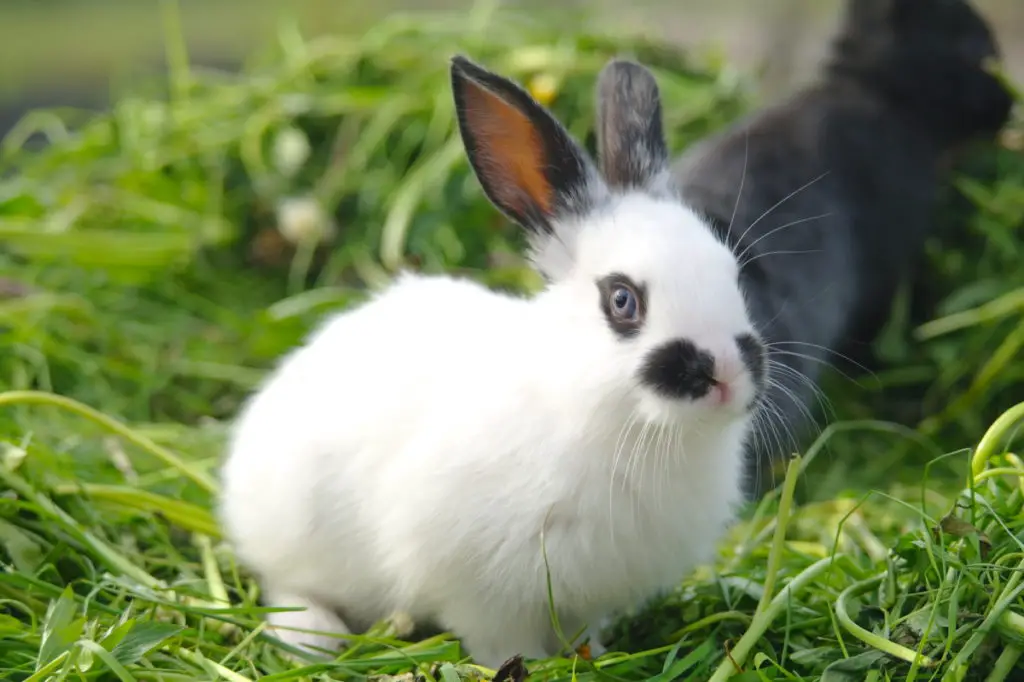 what are the nutritional requirements of rabbits