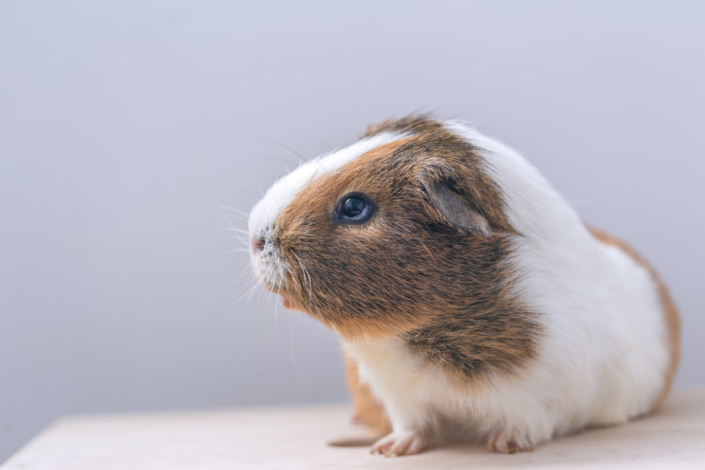 what is the coldest temperature a guinea pig can live in