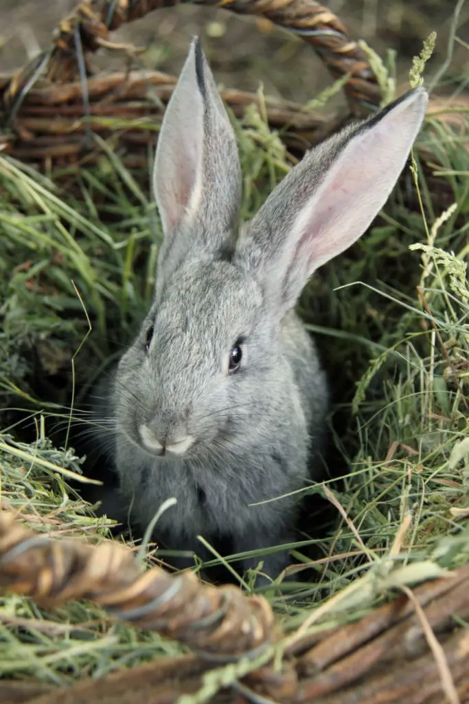 papaya treats for rabbits