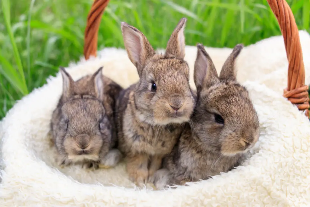 risks of feeding scallion to rabbits
