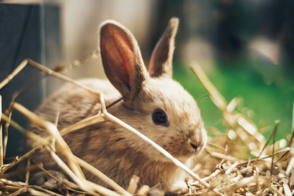 can rabbits eat grape leaves