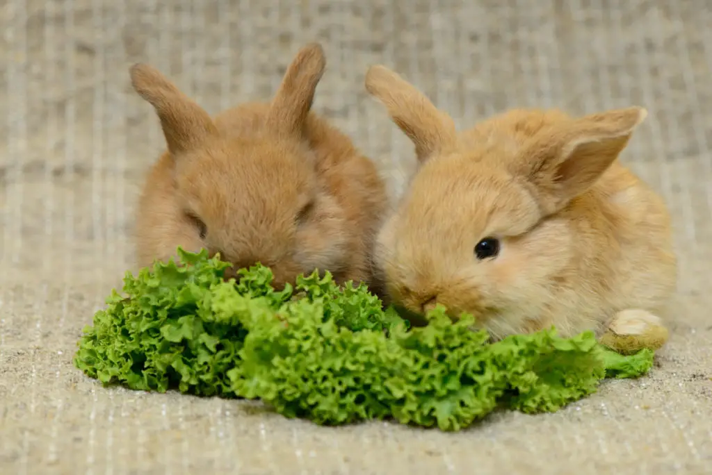 medicinal properties of garlic to rabbits