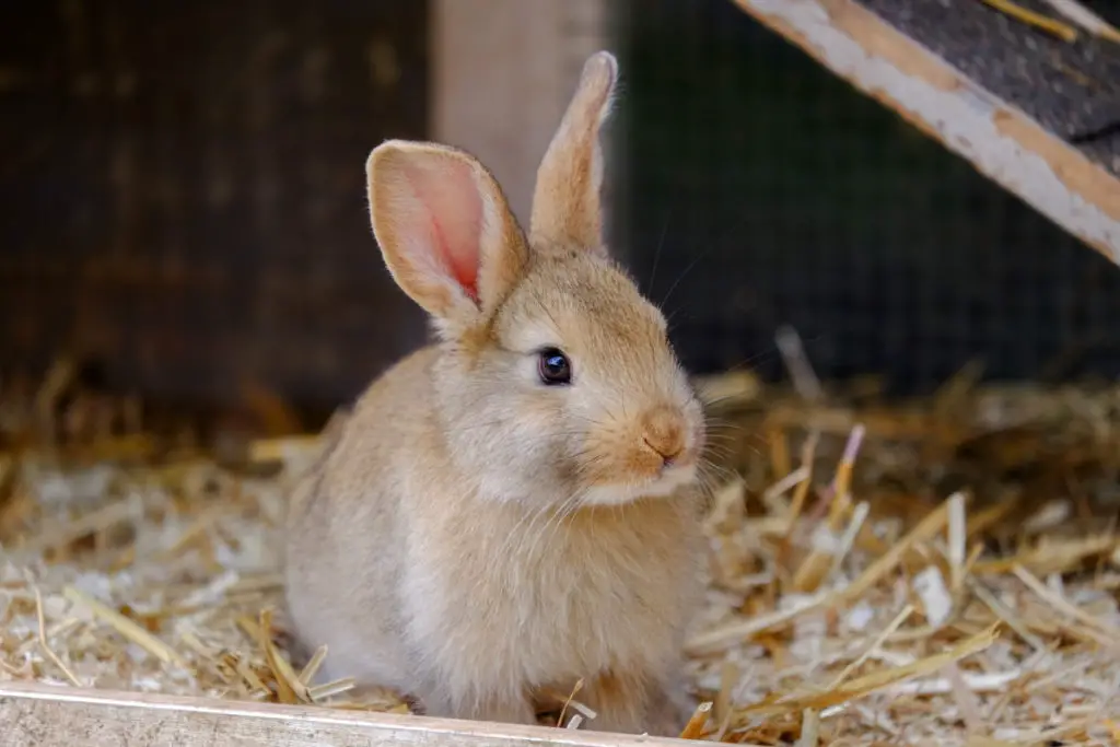 other parts of the grapes to feed rabbits