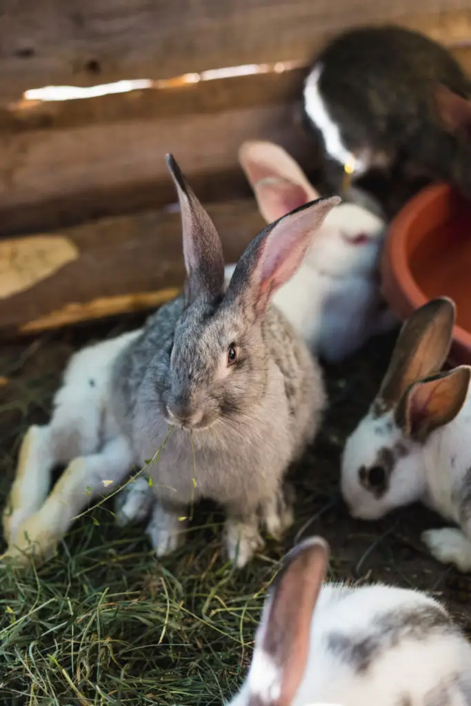 How often can you give cherries to rabbits