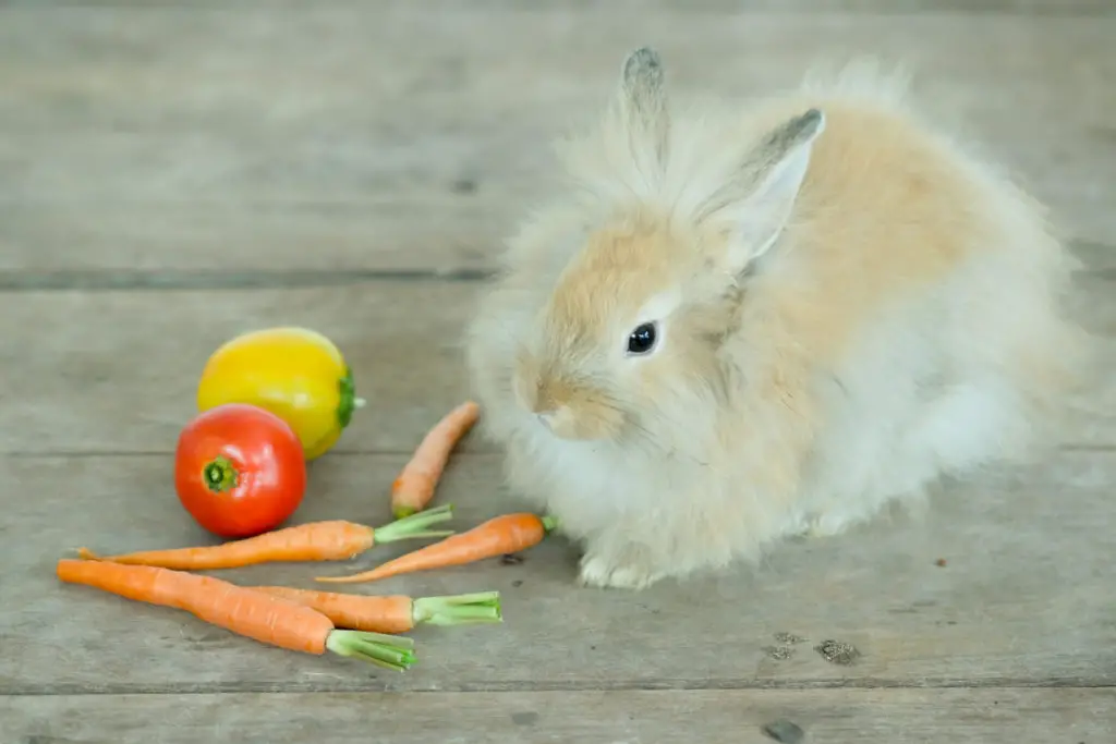 why shall i feed rabbits grapes