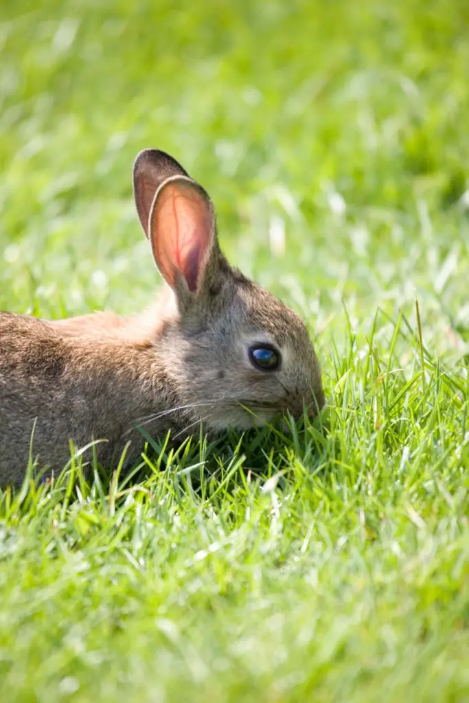 What Kind Of Milk Can Baby Rabbits Have