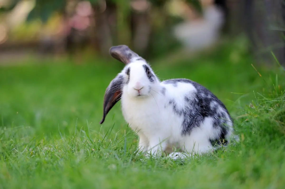 Can Rabbits Get Lice? Shocking Facts You Should Know! PetCosset