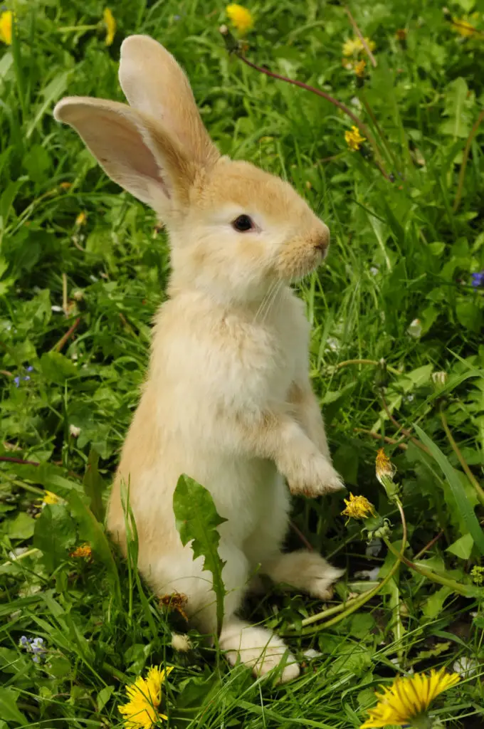 Things To Remember When Feeding Raisins To Rabbits