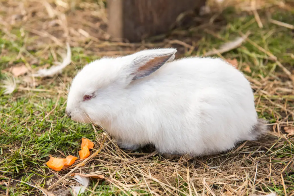 why do rabbits need fiber in their diet
