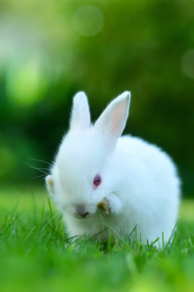 Things To Remember When Serving Kale To Your Rabbit