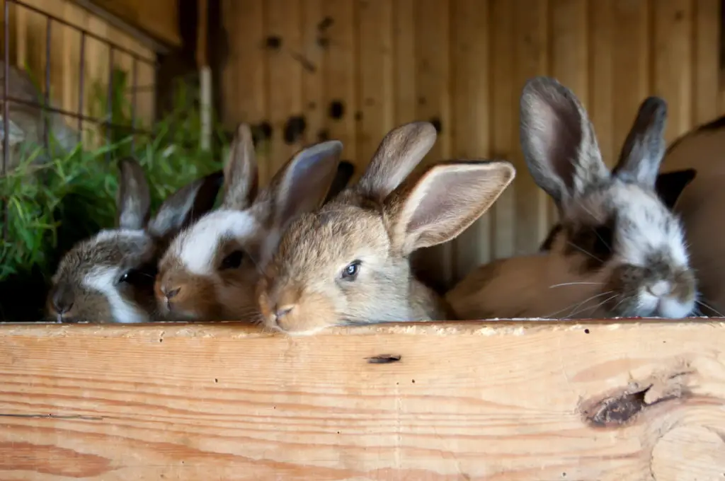 what can i give my rabbit as a treat