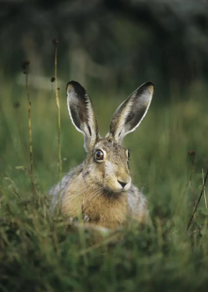 Health Benefits Of Zucchini To Rabbits