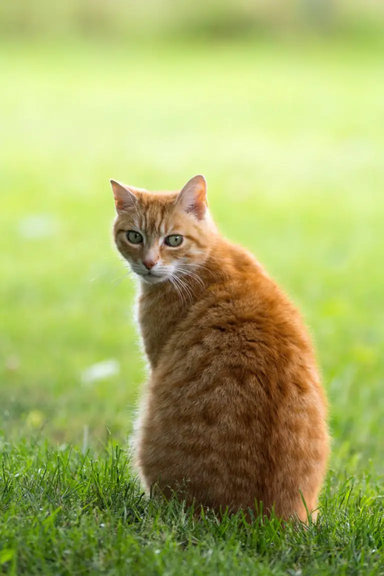 How To Force Feed A Cat StepbyStep Guide