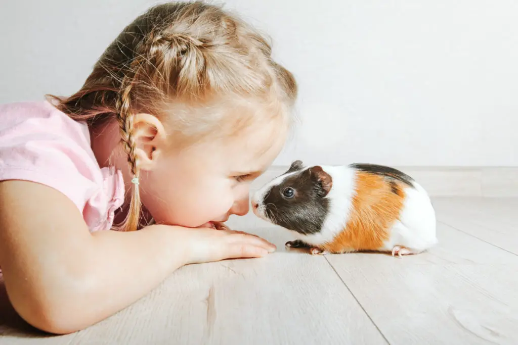 can guinea pigs eat pea shoots