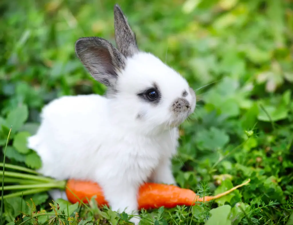 Rabbits Eating Raspberries: 5 Things To Consider - PetCosset