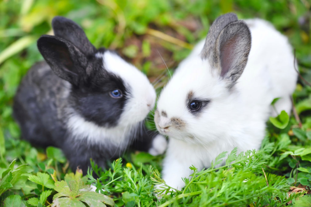 things to remember when feeding rabbits raspberries