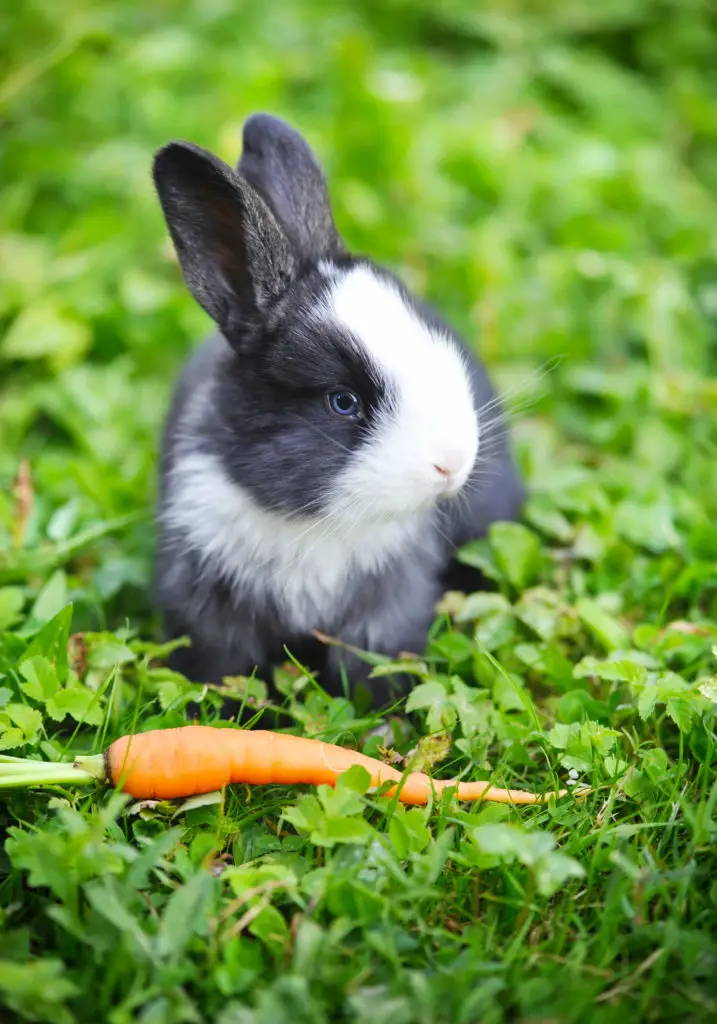 Can Rabbits Have Cantaloupe