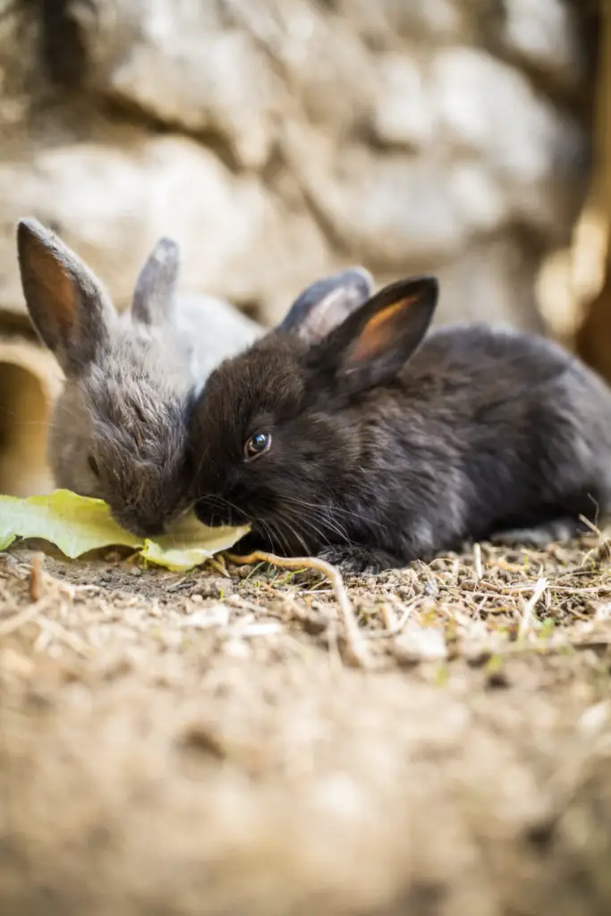 Do Rabbits Like To Climb