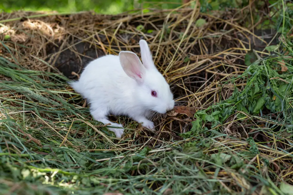 can rabbits eat spring mix