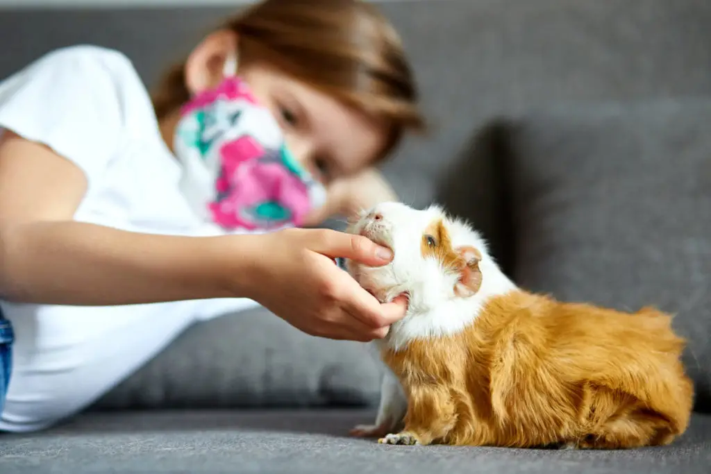 benefits of pea pods to your guinea pig