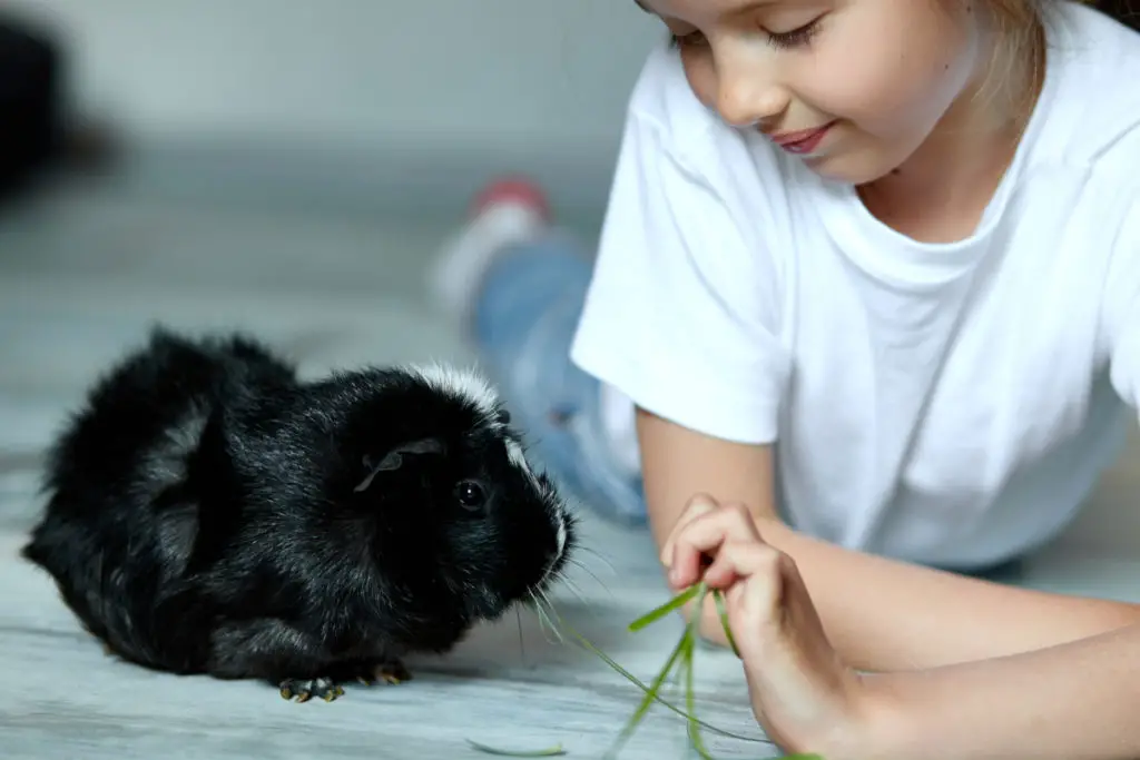 can guinea pigs eat cereal