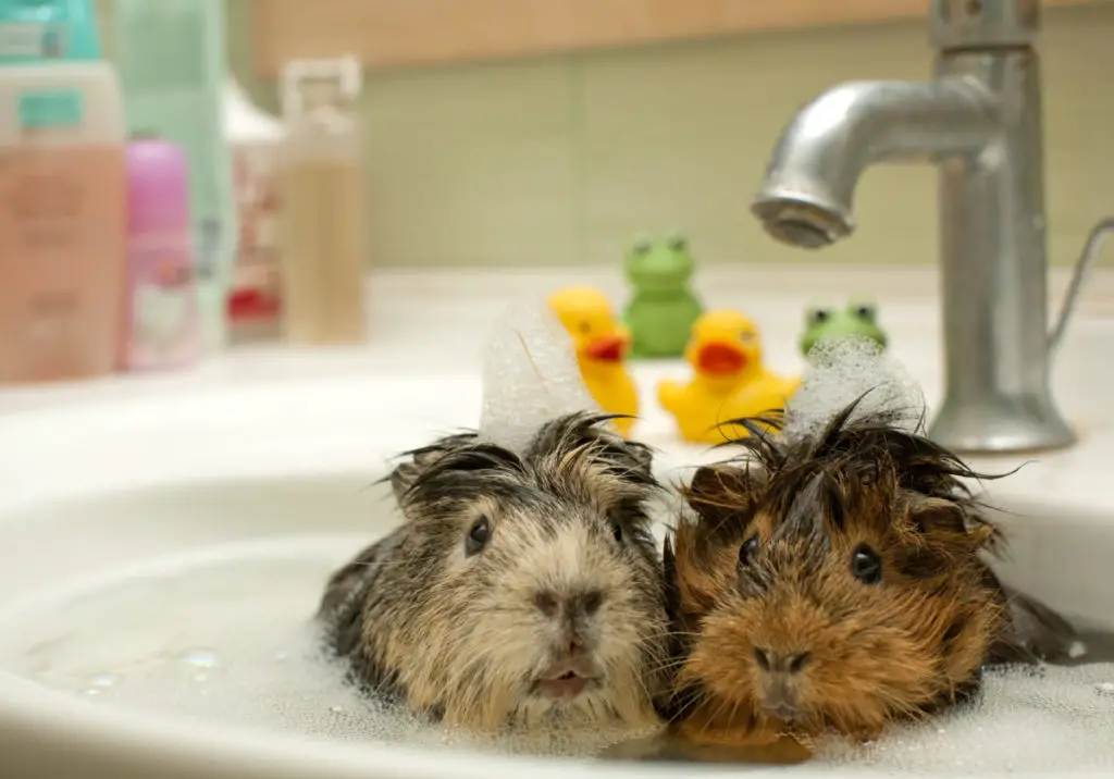 risks to consider before letting guinea pigs eat dandelions