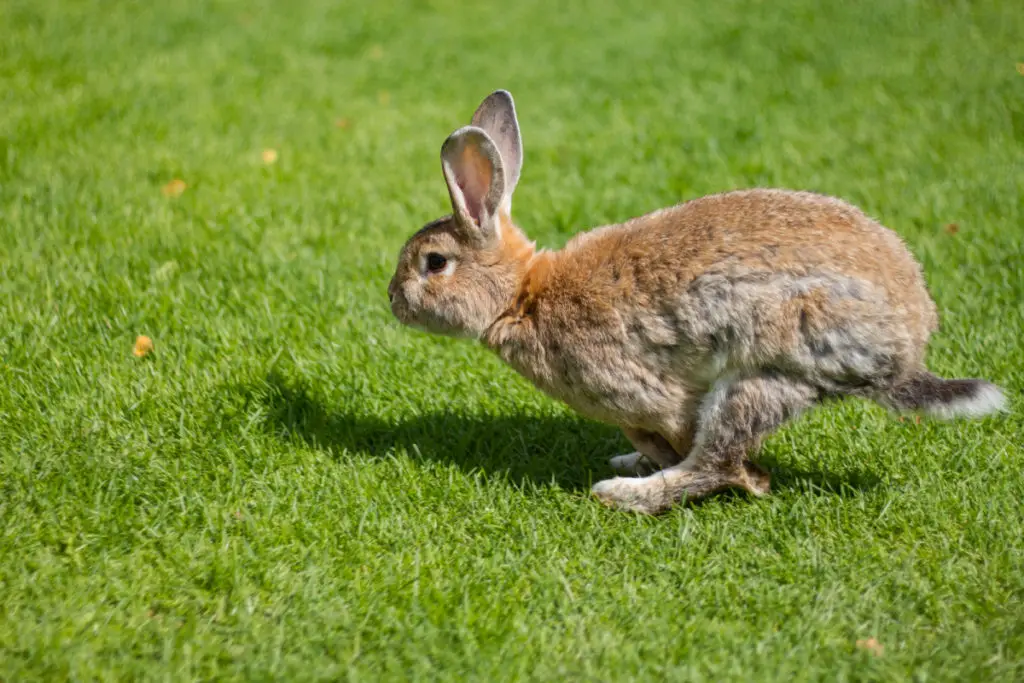 can rabbits eat chicken