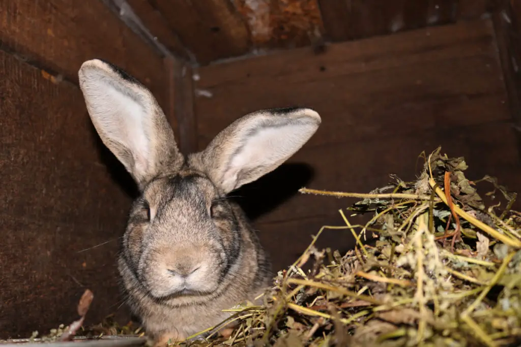 what are foods suitable for rabbits to eat