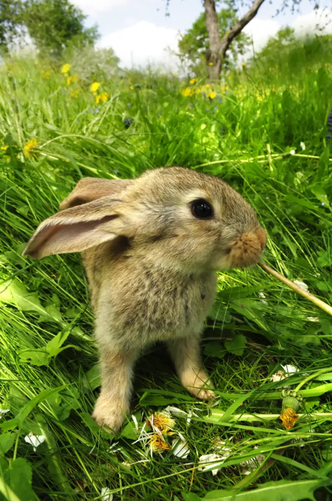 Risks Of Feeding Dill To Rabbits