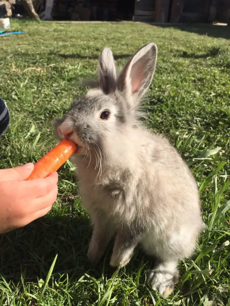 Do rabbits eat tulips