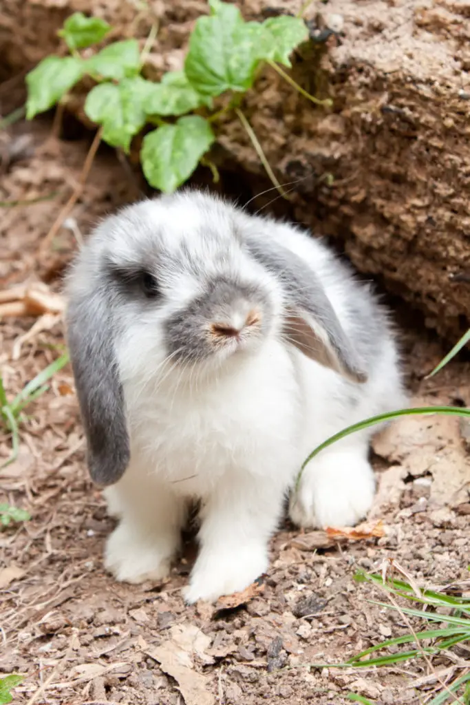 Risks Of Serving Rabbits With Kale