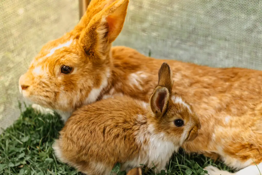 pesticides on the leaves ay cause harm to rabbits