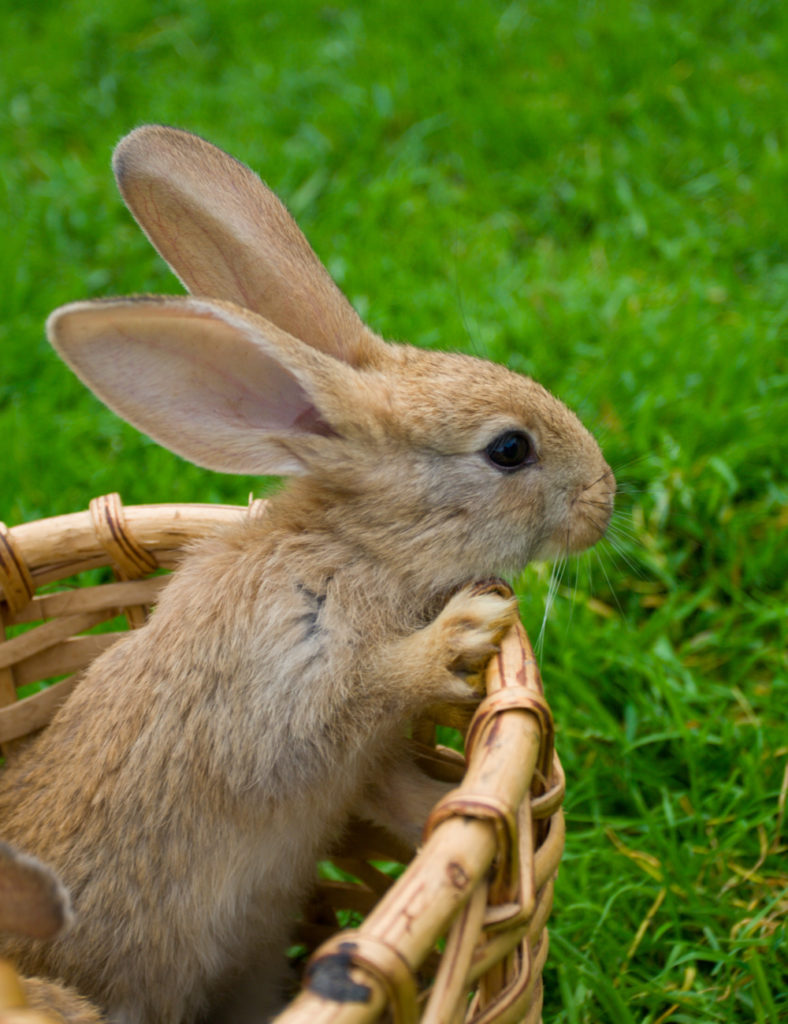 Can rabbits eat dandelions