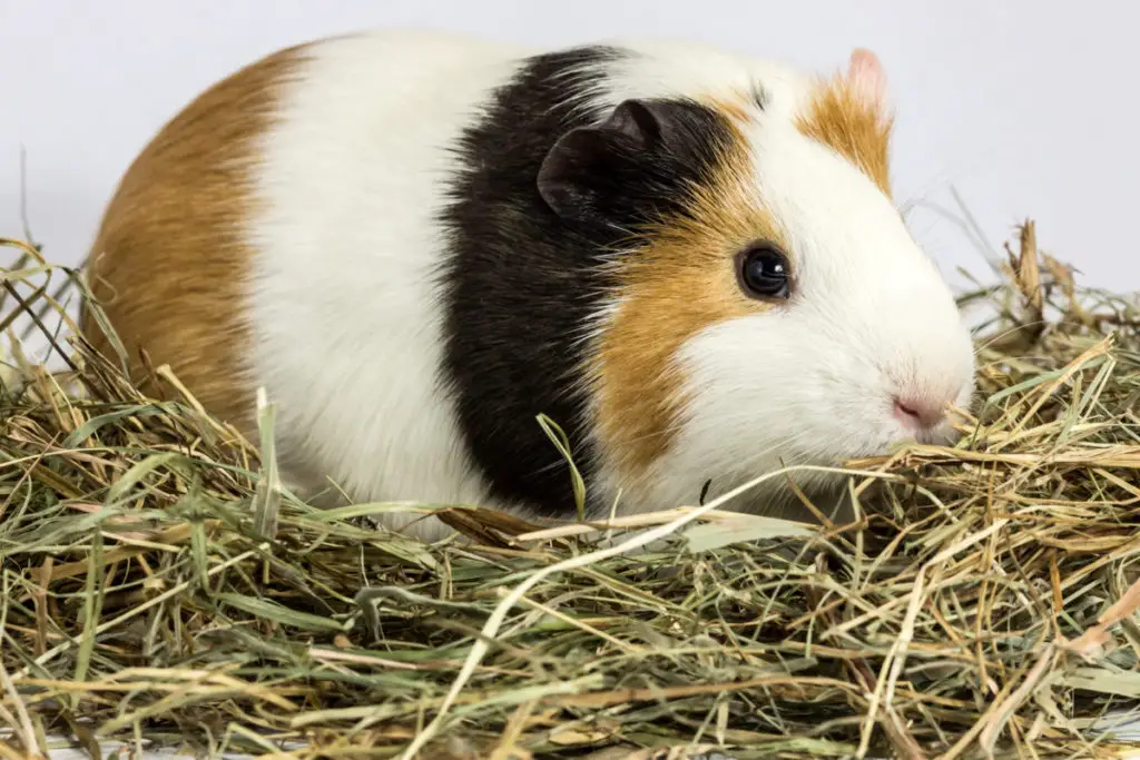 benefits of grapes for guinea pigs