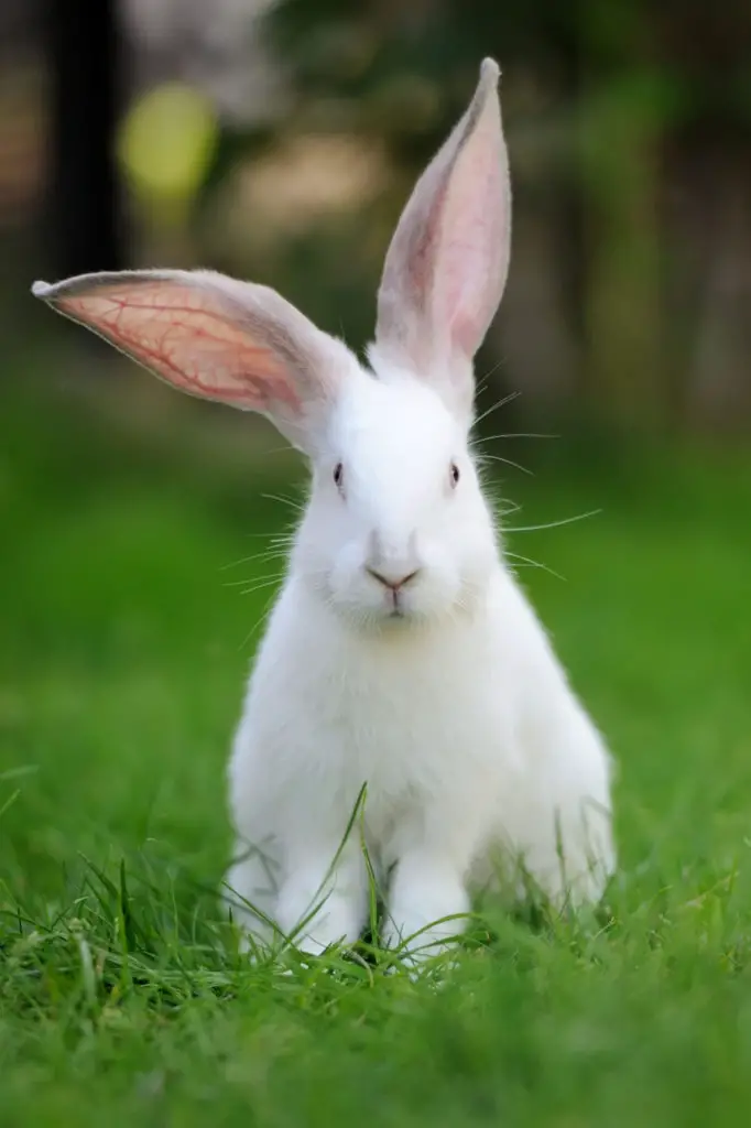 Risk Of Feeding Catnip To Rabbits