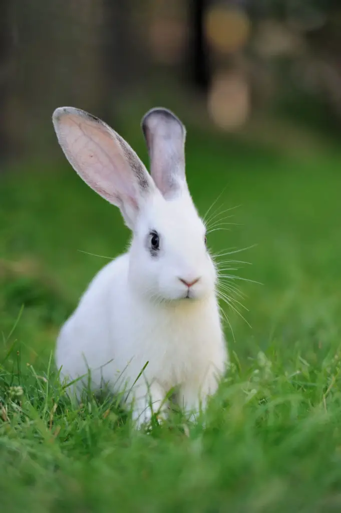 Cardboard Precautions When Feeding Your Pet Rabbits