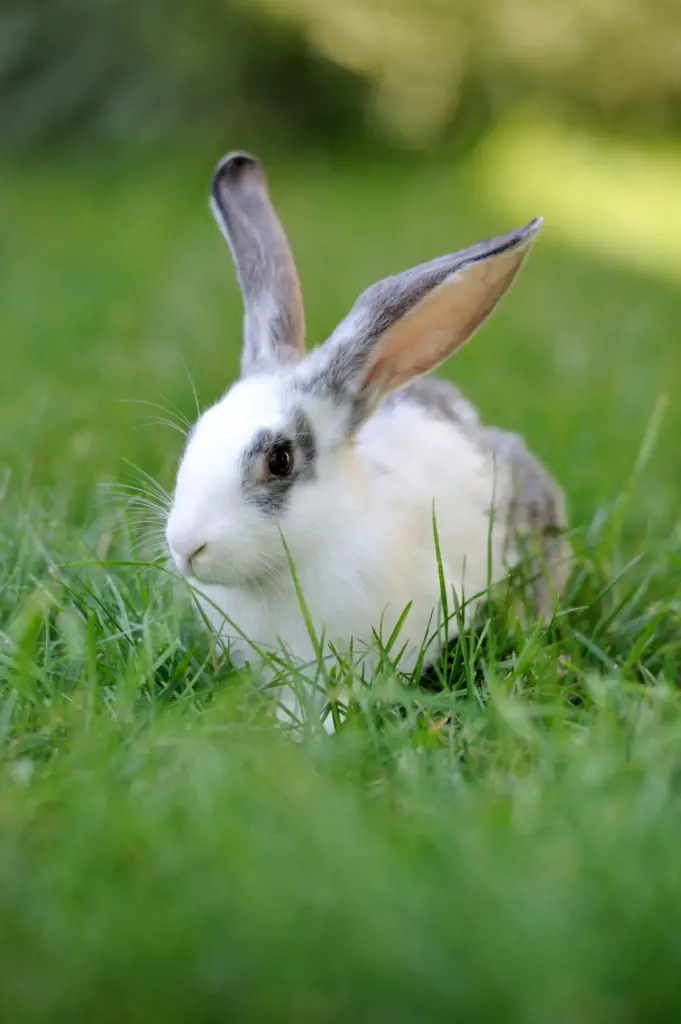 What A Rabbit’s Diet Should Look Like