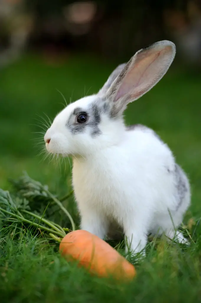 Chocolate Alternatives For Rabbits