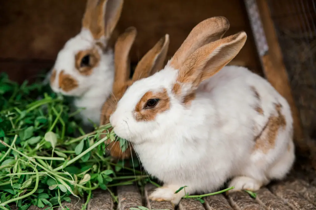 health benefits of spring mix to rabbits