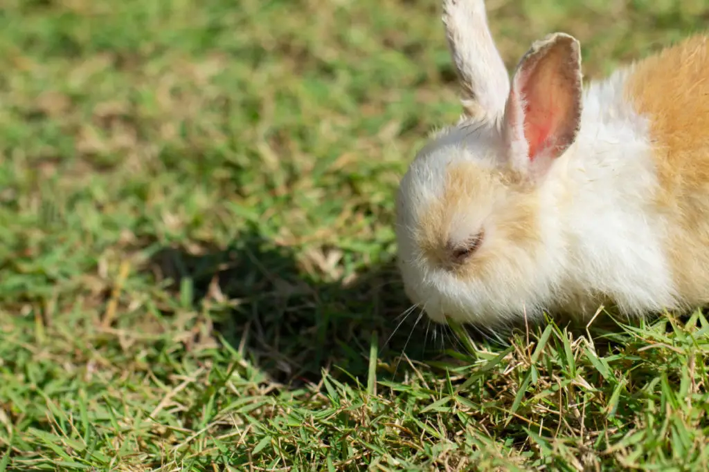 risks of giving too much spring mix to rabbits