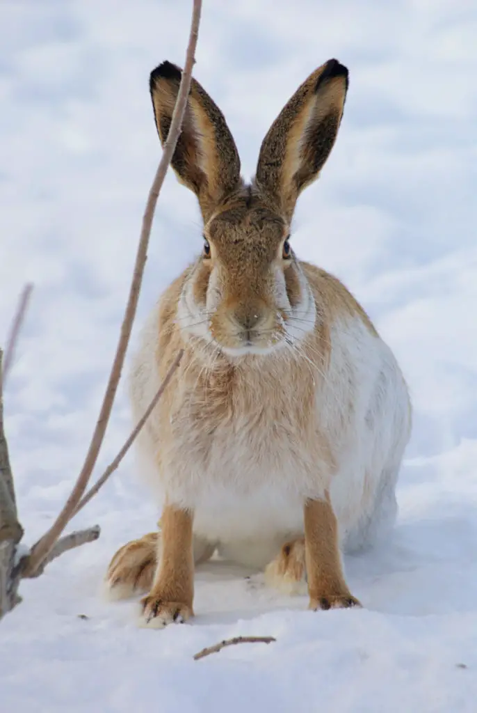 Health Benefits Of Eggplants To Rabbits