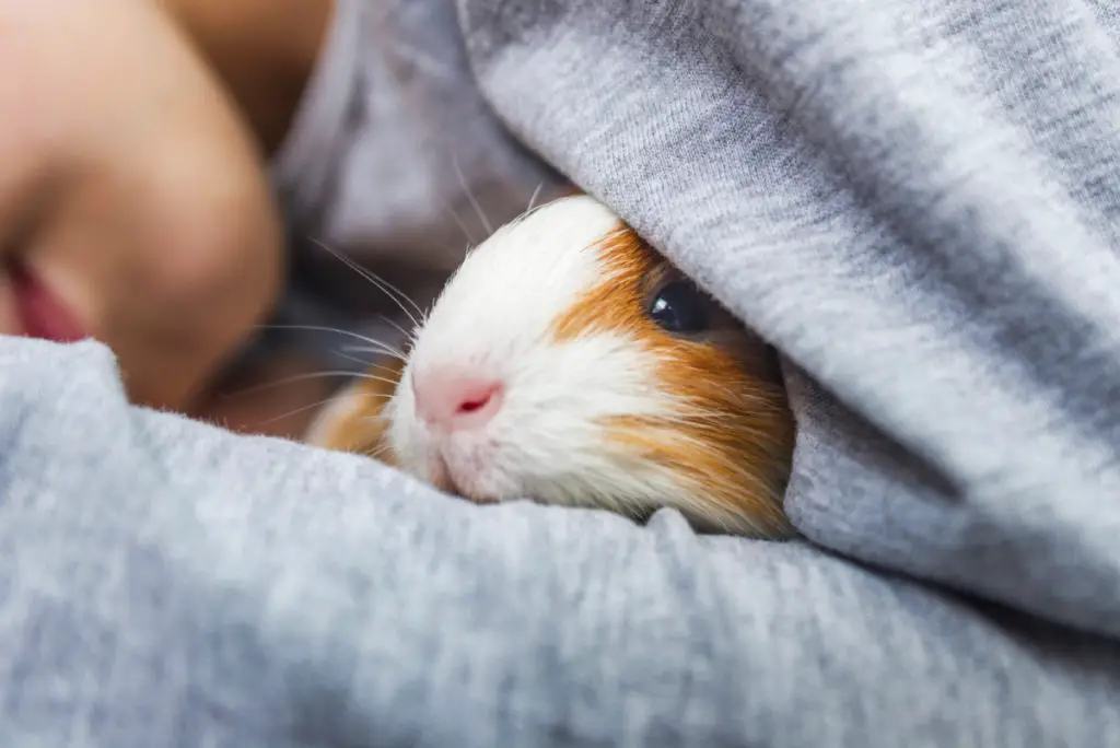 are cereals for guinea pigs