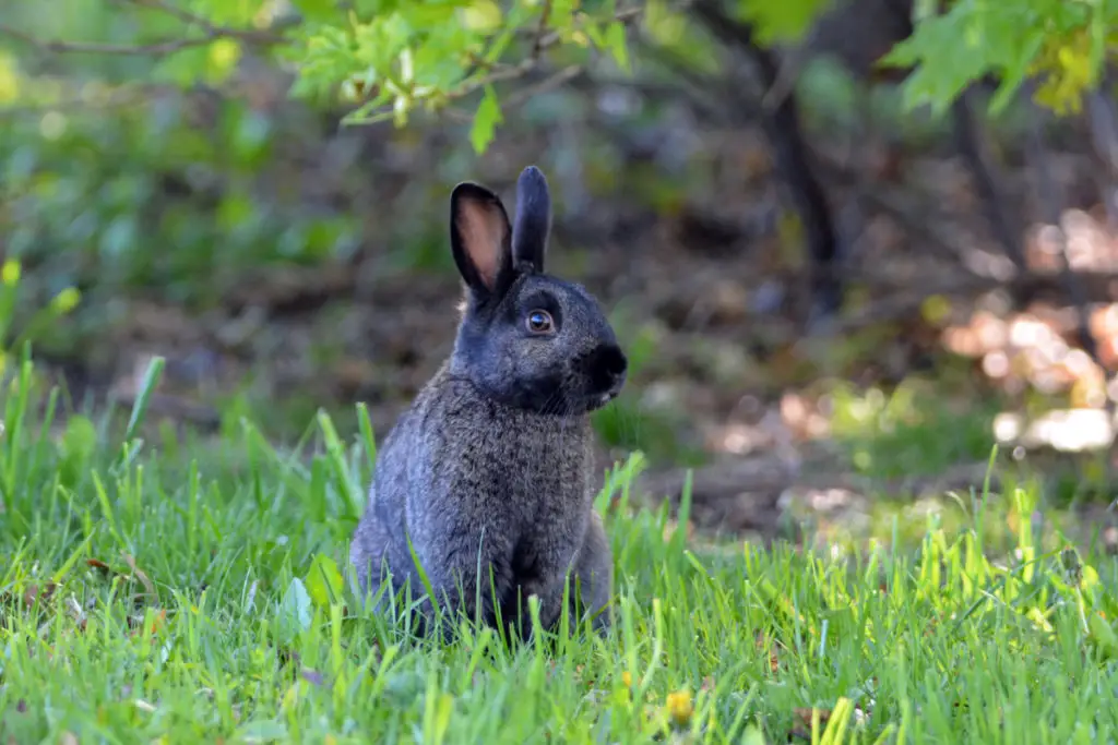 can rabbits eat fennel seeds and flowers